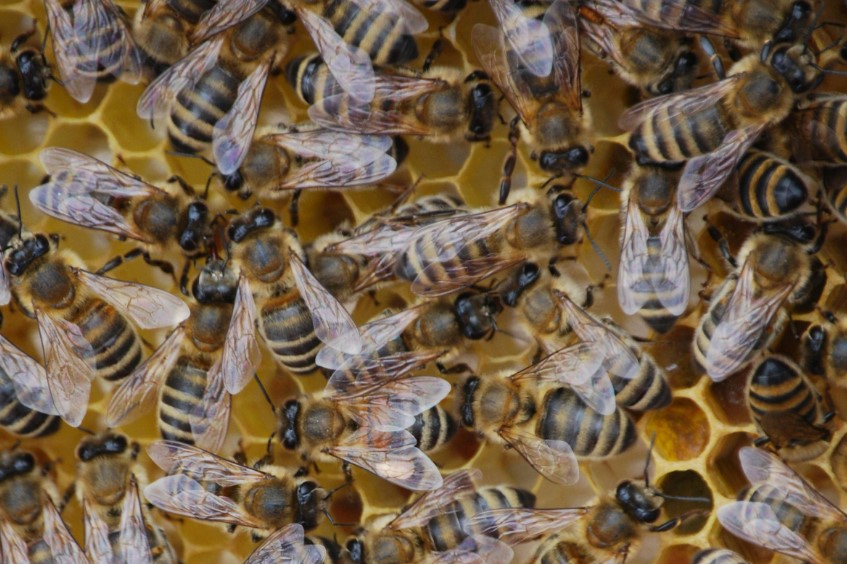 Pas op bij toepassing van het 0-tarief! BTW-fraude zit in een klein hoekje!; uitspraak in de ‘Hive’s-zaken’